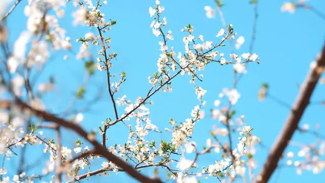 Cherry blossom branches set against an open blue sky