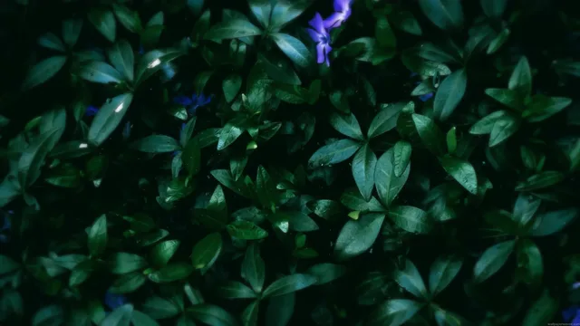 Dark green leaves filling the frame with soft filtered light shifting across foliage