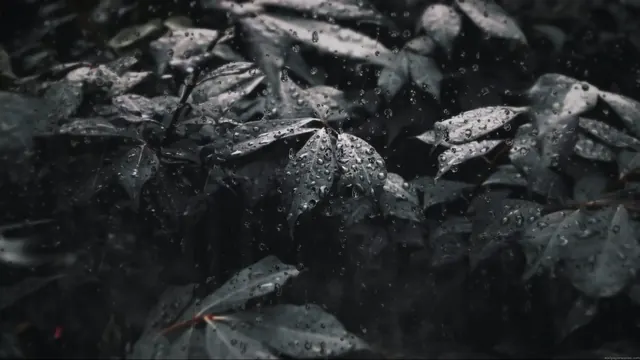 Dark leaves under rainfall in a subdued nature scene