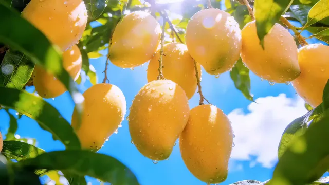 Mango orchard presented in warm golden color