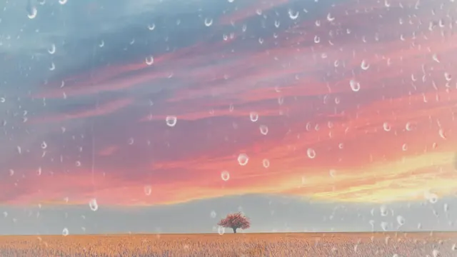 Solitary tree in a wide field under rain and a colorful sunset sky