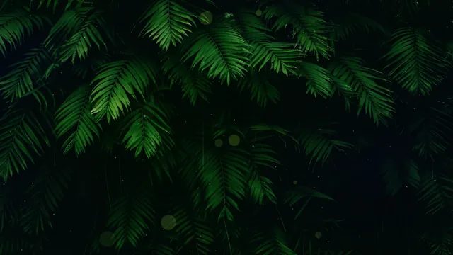 Lush tropical rainforest leaves beneath soft rain in a dark green setting.